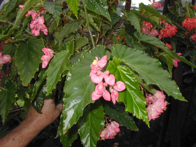 B. ‘Darlene Morris’